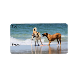 Boxer and Pal - Was that a Dolphin? Label