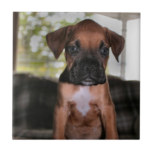 Boxer baby tile (Front)