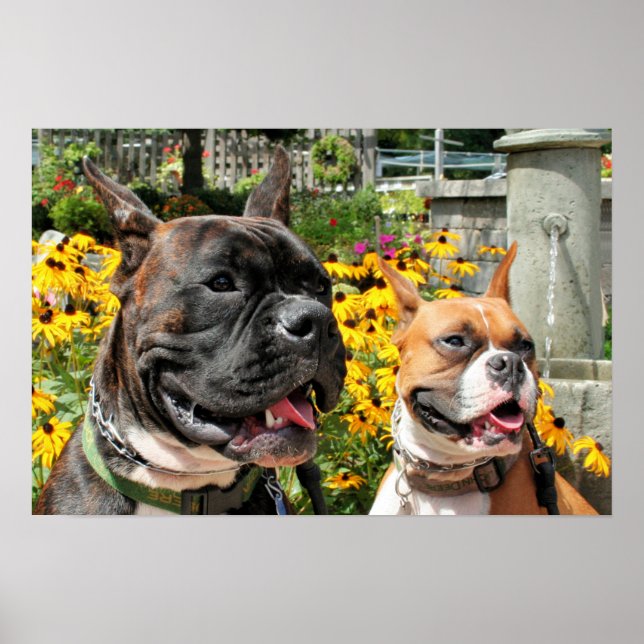 Boxer Baxter Bella 8 Poster (Front)
