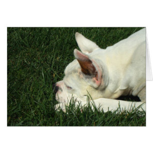 Boxer blanc dormant