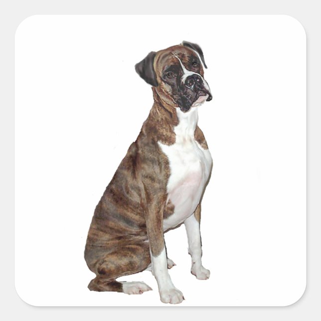 Boxer - brindle (natural ears) square sticker (Front)