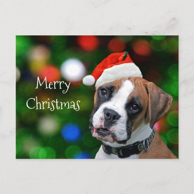 Boxer Christmas Holiday Postcard (Front)