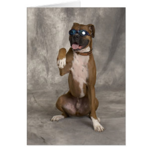 Boxer cool