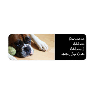 Boxer dog