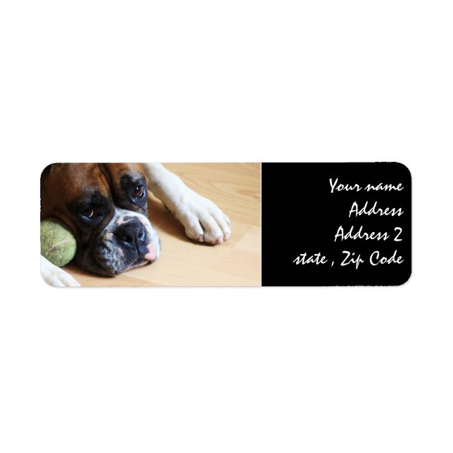 Boxer dog (Front)