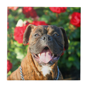 boxer dog Ceramic Tile