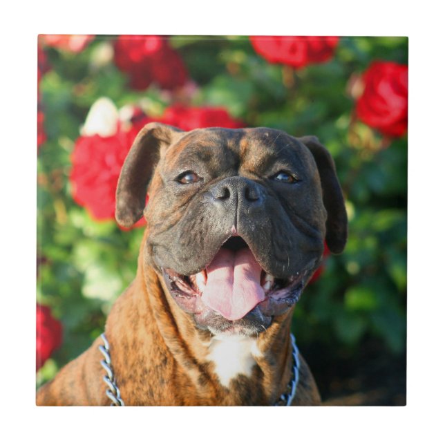boxer dog Ceramic Tile (Front)