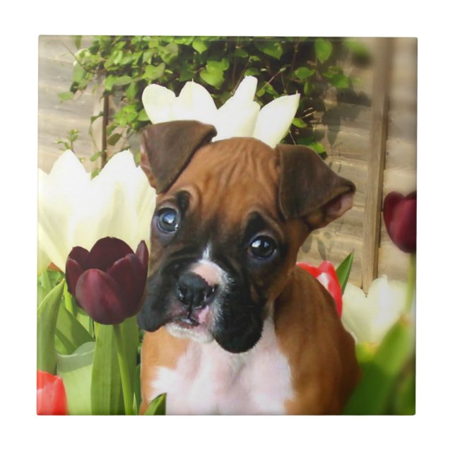 boxer dog Ceramic Tile (Front)