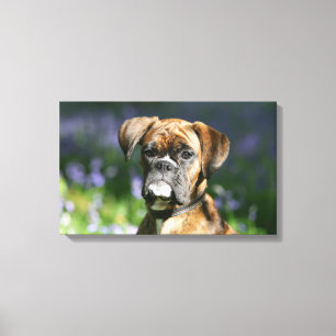 Boxer Dog Headshot Canvas Print