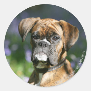 Boxer Dog Headshot Classic Round Sticker