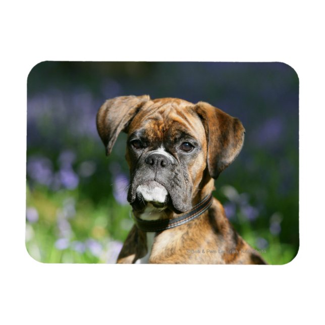 Boxer Dog Headshot Magnet (Horizontal)