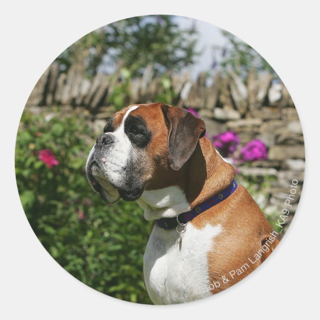 Boxer Dog in the Flowers Classic Round Sticker (Front)