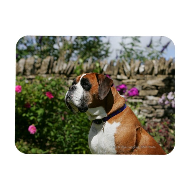 Boxer Dog in the Flowers Magnet (Horizontal)