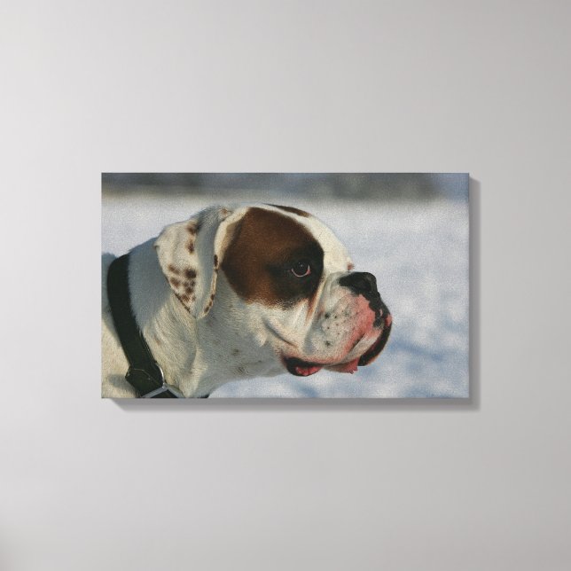 Boxer Dog in the Snow Canvas Print (Front)