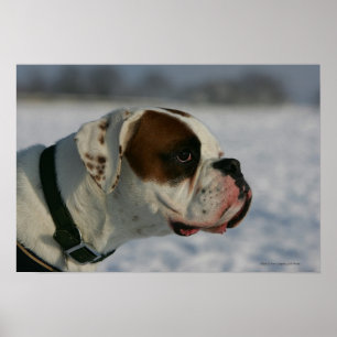 Boxer Dog in the Snow Poster