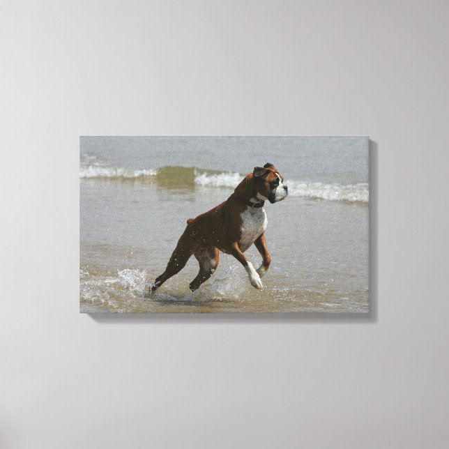 Boxer Dog in Water Canvas Print (Front)
