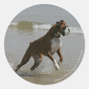 Boxer Dog in Water Classic Round Sticker