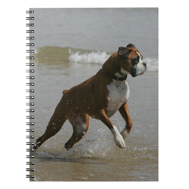 Boxer Dog in Water Notebook (Front)