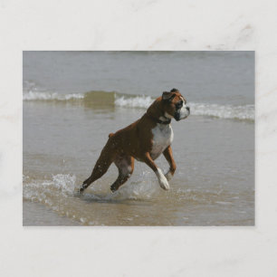 Boxer Dog in Water Postcard