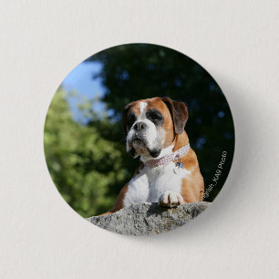 Boxer Dog Laying on a Rock 2 Inch Round Button