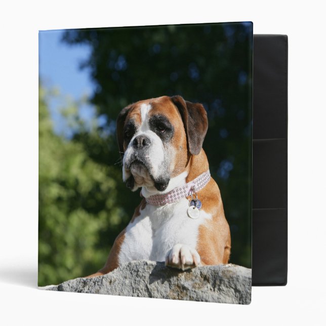 Boxer Dog Laying on a Rock Binder (Front/Inside)
