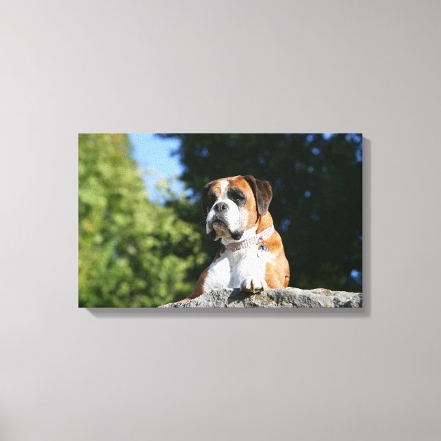Boxer Dog Laying on a Rock Canvas Print (Front)