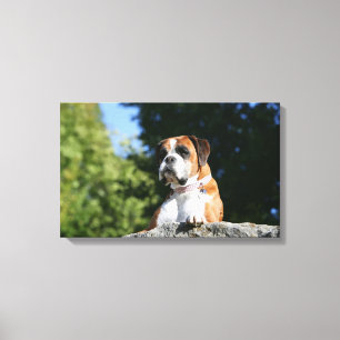 Boxer Dog Laying on a Rock Canvas Print
