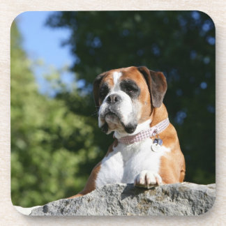 Boxer Dog Laying on a Rock Coaster