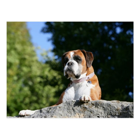 Boxer Dog Laying on a Rock Postcard
