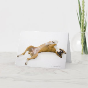 Boxer dog laying on her back on the floor card