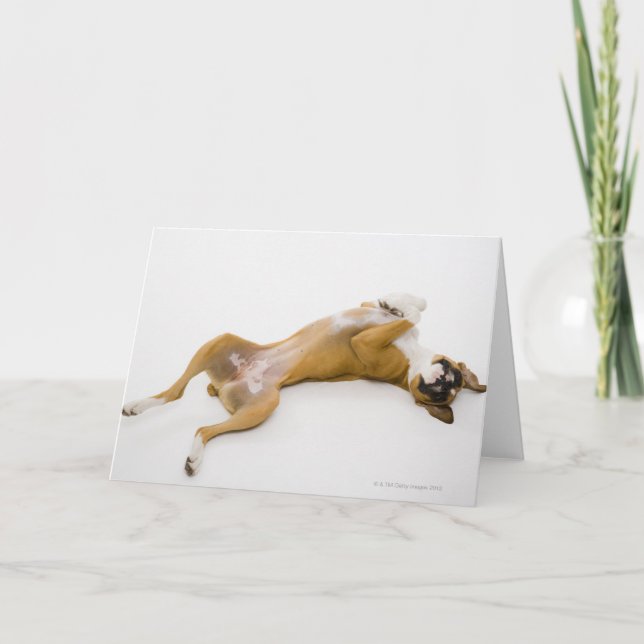Boxer dog laying on her back on the floor card (Front)