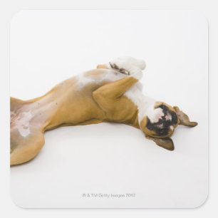 Boxer dog laying on her back on the floor square sticker