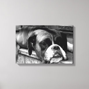 Boxer Dog O Windowsill 16.50x11(41.25x27.5cm)waccn Canvas Print