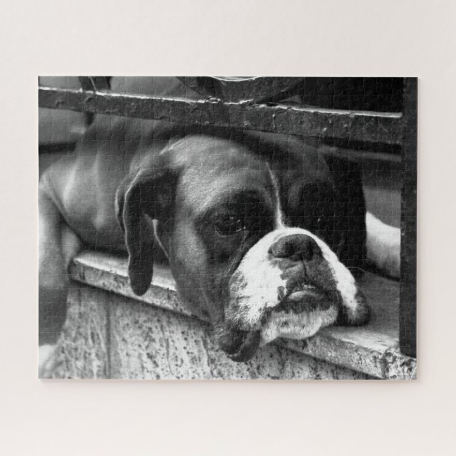 Boxer Dog On Windowsill 16x20 520pc jpcnm Jigsaw Puzzle (Horizontal)