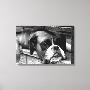 Boxer Dog On Windowsill 24x16 (60x40cm) waccn Canvas Print