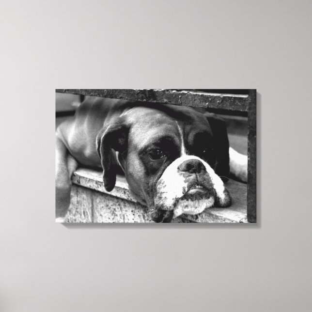 Boxer Dog On Windowsill 24x16 (60x40cm) waccnm Canvas Print (Front)