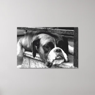 Boxer Dog On Windowsill 36x24 (90x60cm) waccn Canvas Print