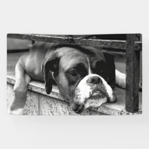 Boxer Dog On Windowsill bnrcn Banner