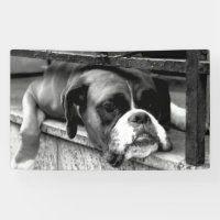 Boxer Dog On Windowsill bnrcna