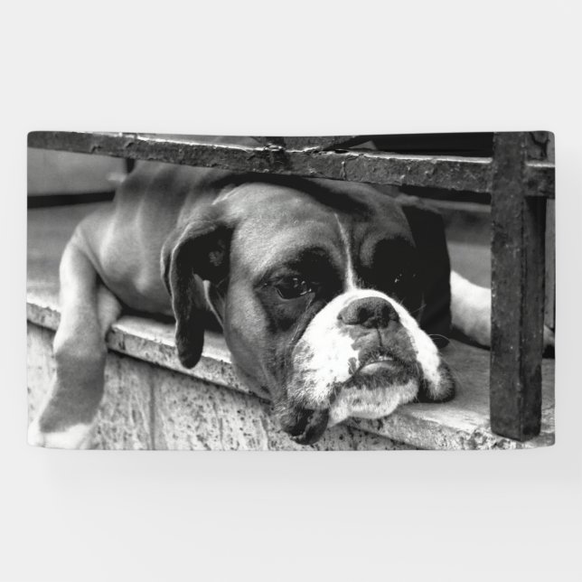 Boxer Dog On Windowsill bnrcna Banner (Horizontal)