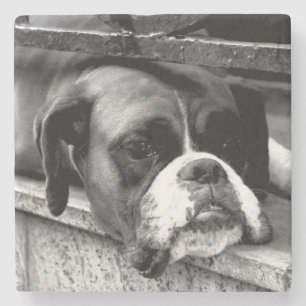 Boxer Dog On Windowsill coastercna Stone Coaster