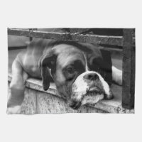 Boxer Dog On Windowsill ktm