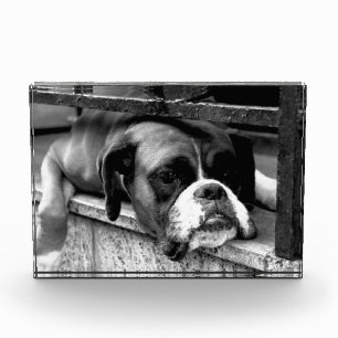 Boxer Dog On Windowsill pbcnm Photo Block