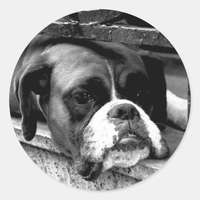 Boxer Dog On Windowsill stcna Classic Round Sticker (Front)