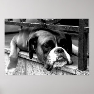 Boxer Dog On Windowsill wapcy arc1 Poster