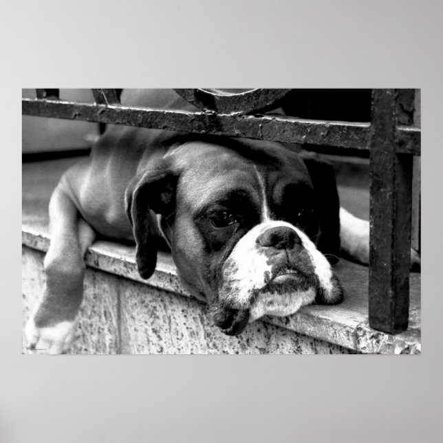 Boxer Dog On Windowsill wapcy arc1 Poster (Front)