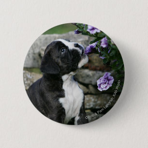Boxer Dog Panting 2 Inch Round Button