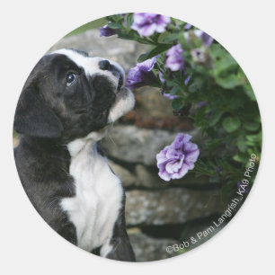 Boxer Dog Panting Classic Round Sticker