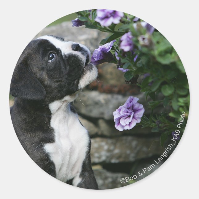 Boxer Dog Panting Classic Round Sticker (Front)