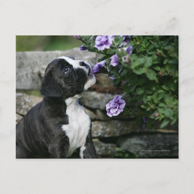 Boxer Dog Panting Postcard (Front)